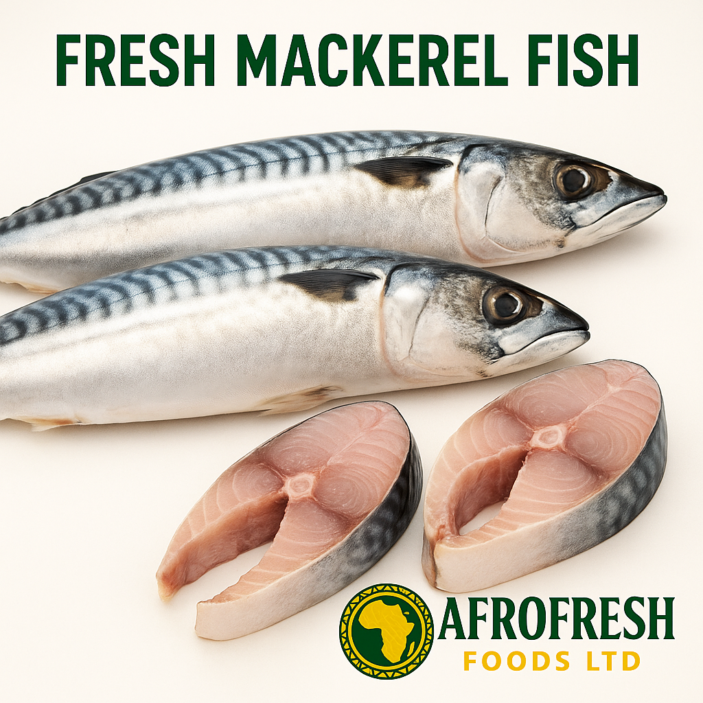 Mackerel Fish (Titus)